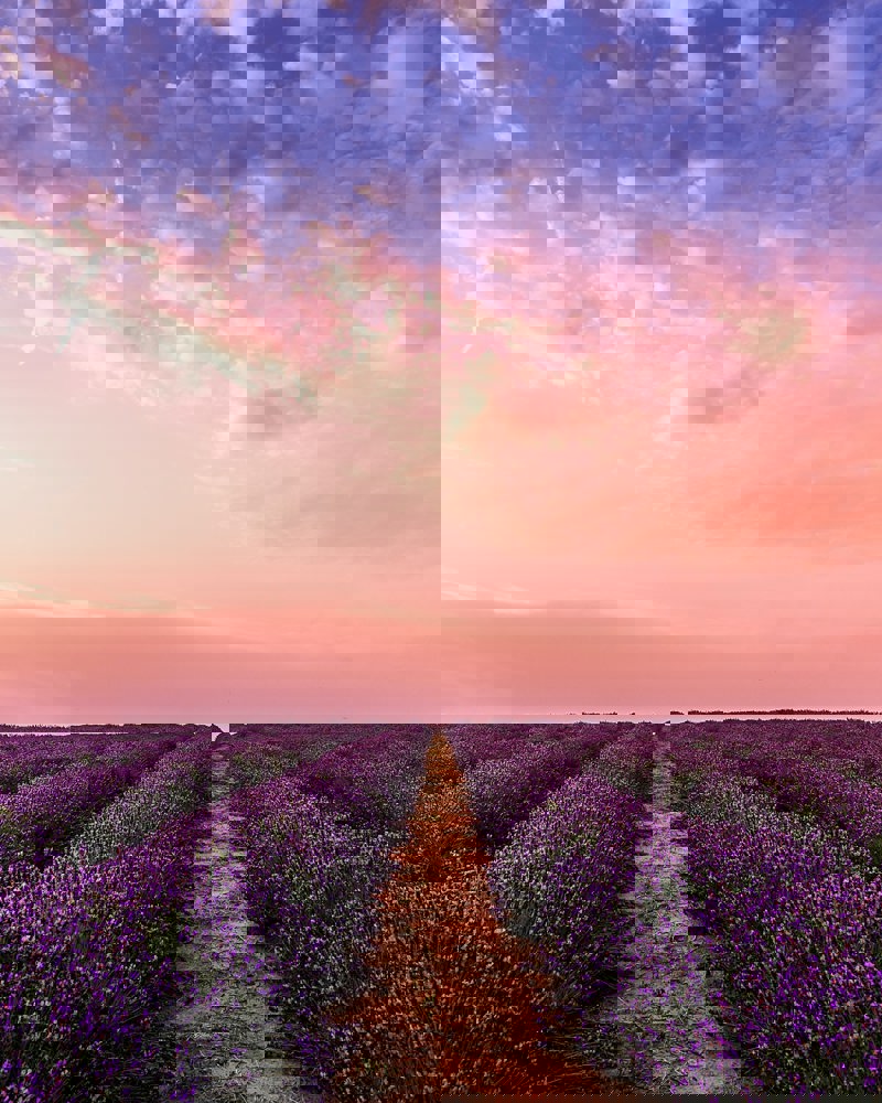 Pexels David Bartus 1166209